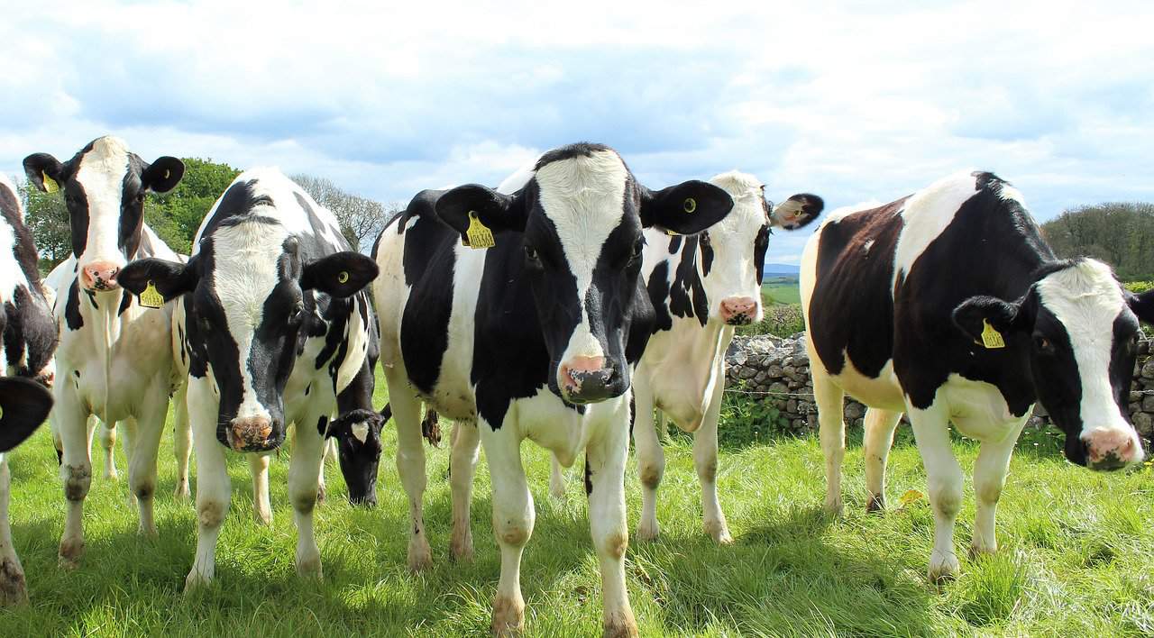 Holstein Cows – Origins