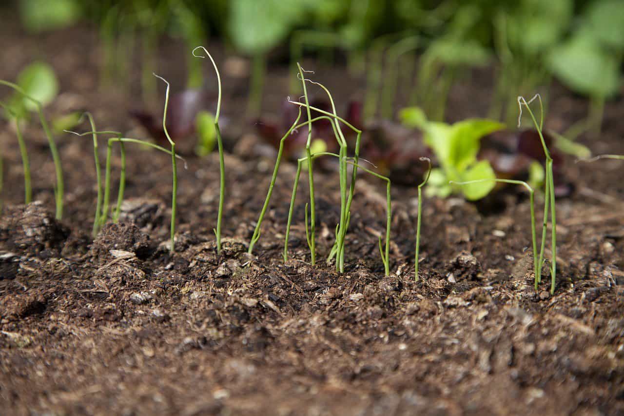 Onion Seedling How To