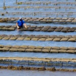 Oyster Farming Photo