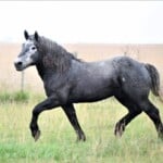 Percheron horse