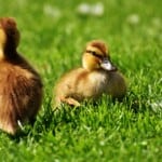 The 15 Best Duck Breeds for Eggs
