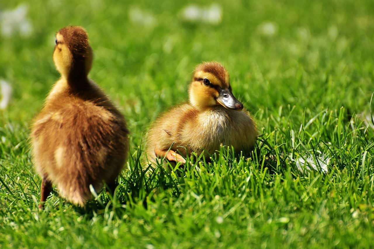 The 15 Best Duck Breeds for Eggs