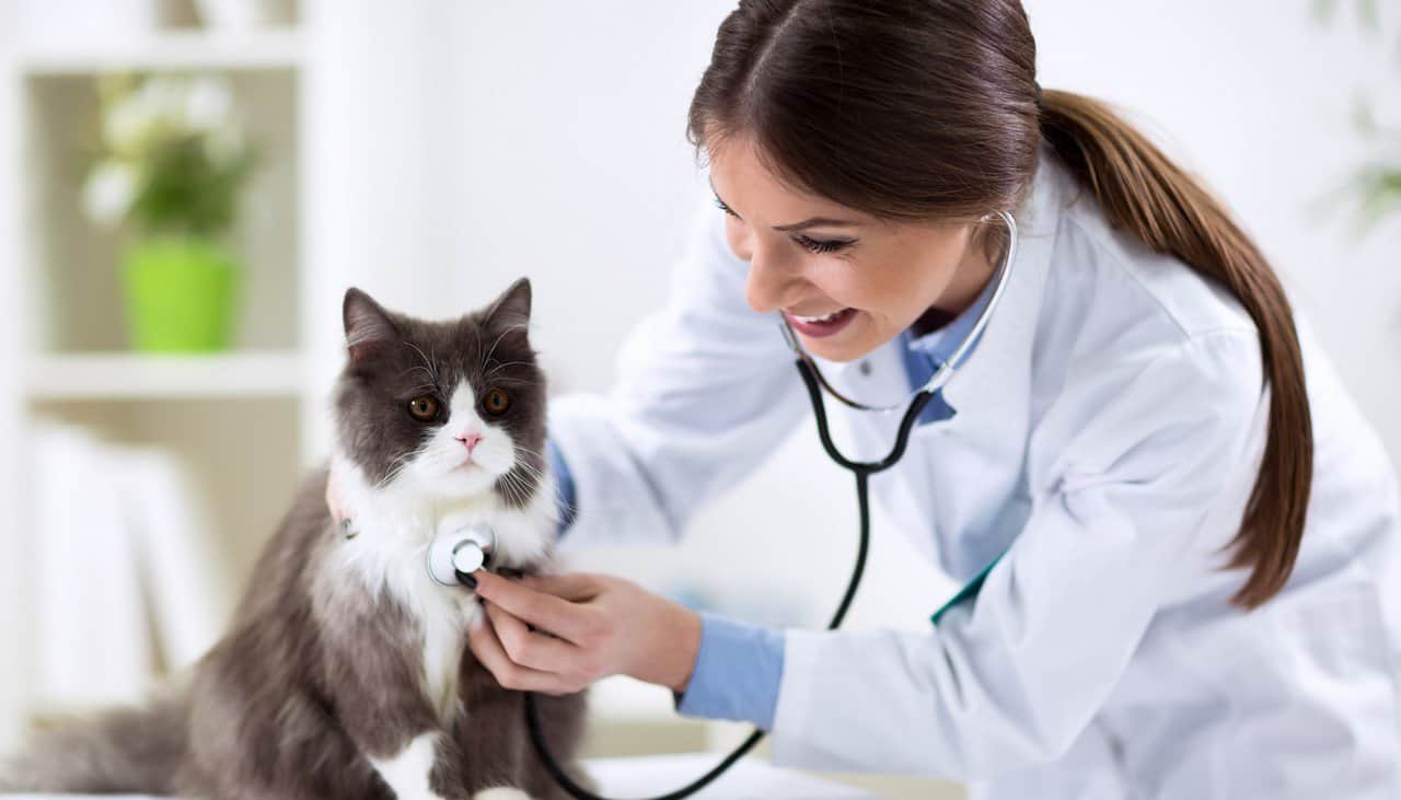 Persian cat with veterinarian doctor