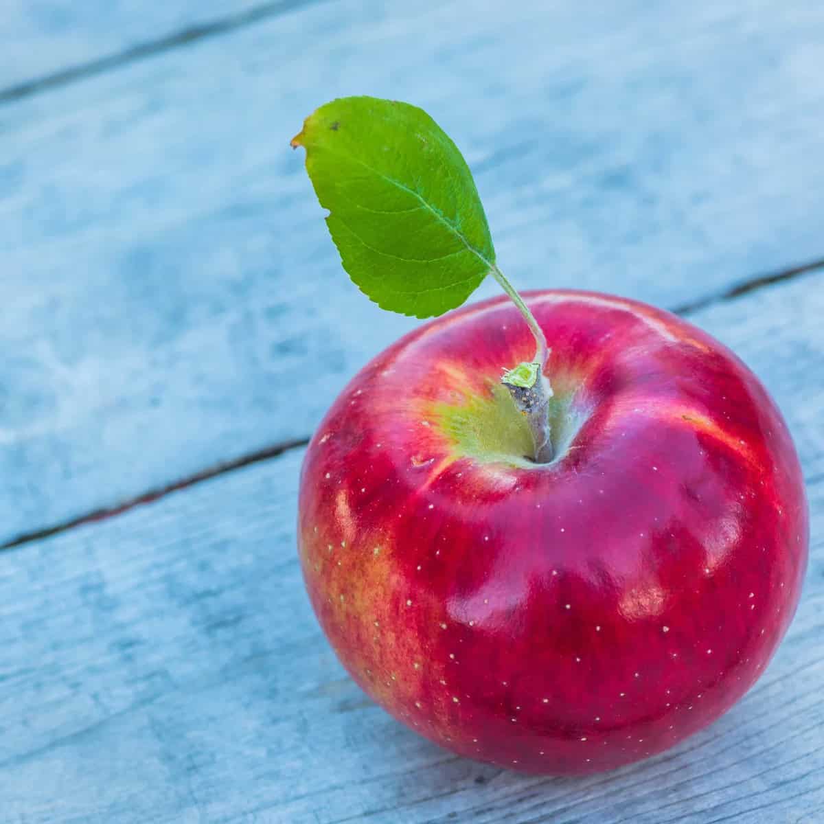 25 Different Apples You Should Know – Cortland