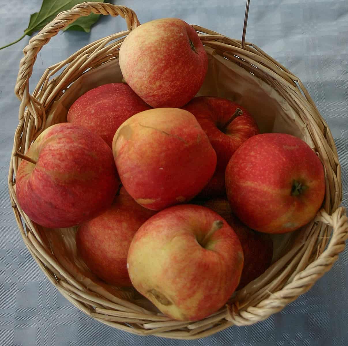 25 Different Apples You Should Know – Gala