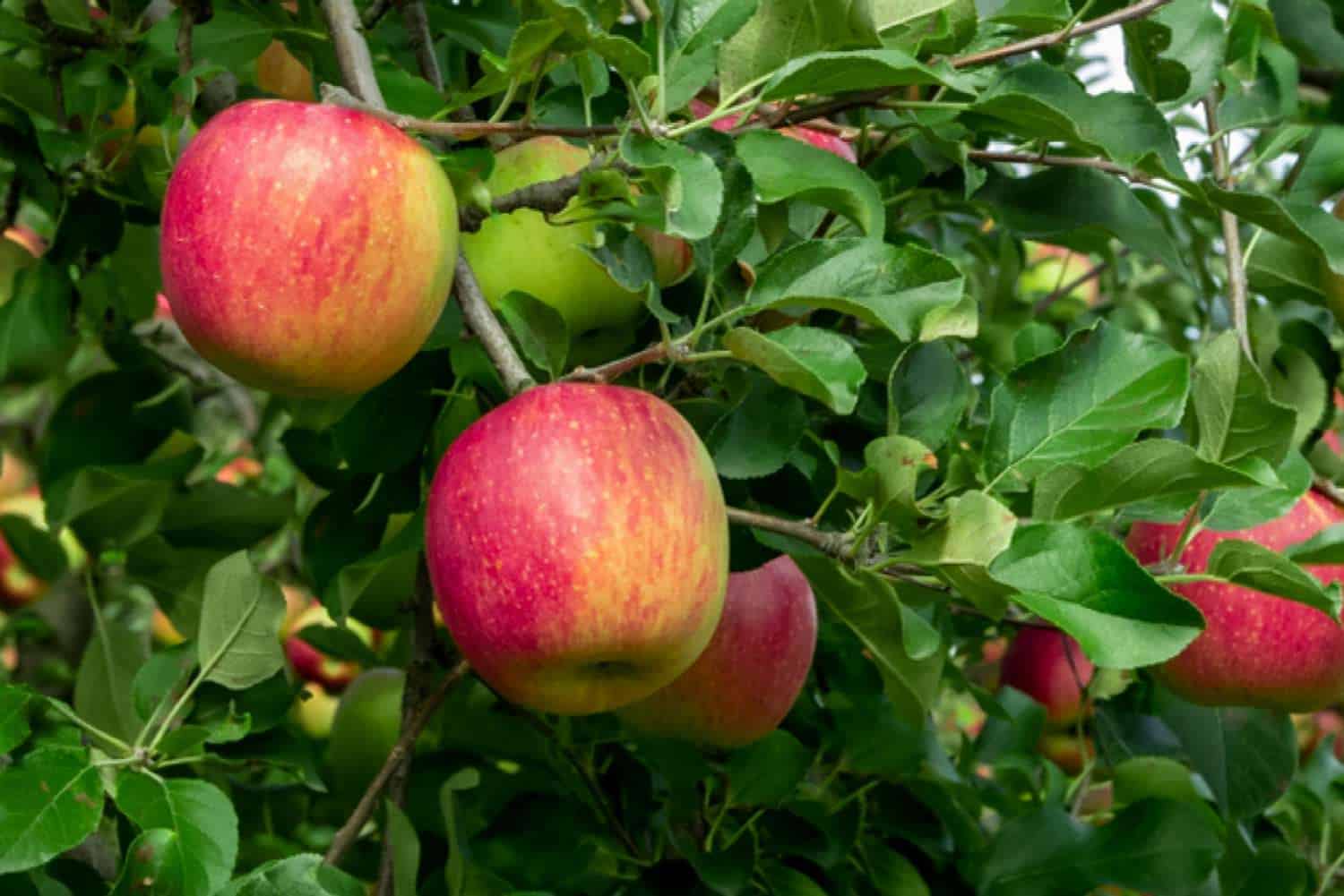 25 Different Apples You Should Know – Gravenstein