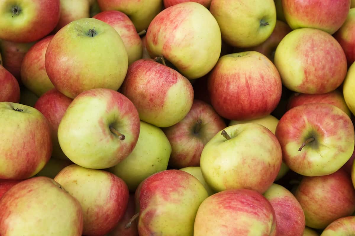 25 Different Apples You Should Know – Jonagold