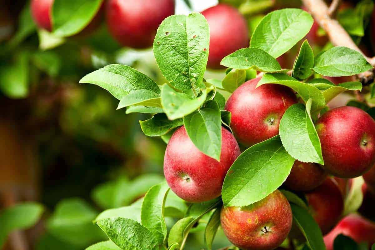 25 Different Apples You Should Know – Northern Spy