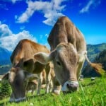 30 Interesting Cow Facts – Around