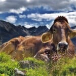30 Interesting Cow Facts – Breeds