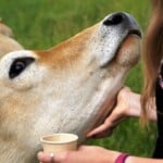 30 Interesting Cow Facts – Cuddle