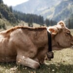 30 Interesting Cow Facts – Down