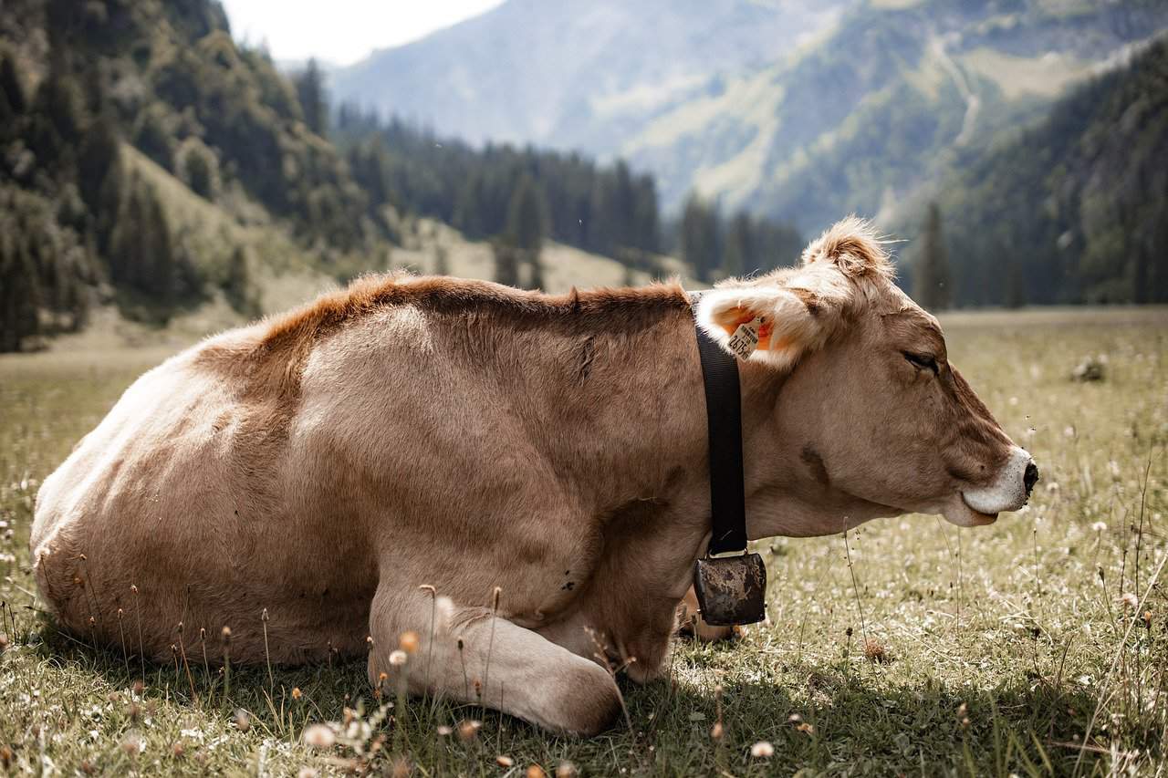 30 Interesting Cow Facts – Down