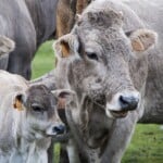 30 Interesting Cow Facts – Family
