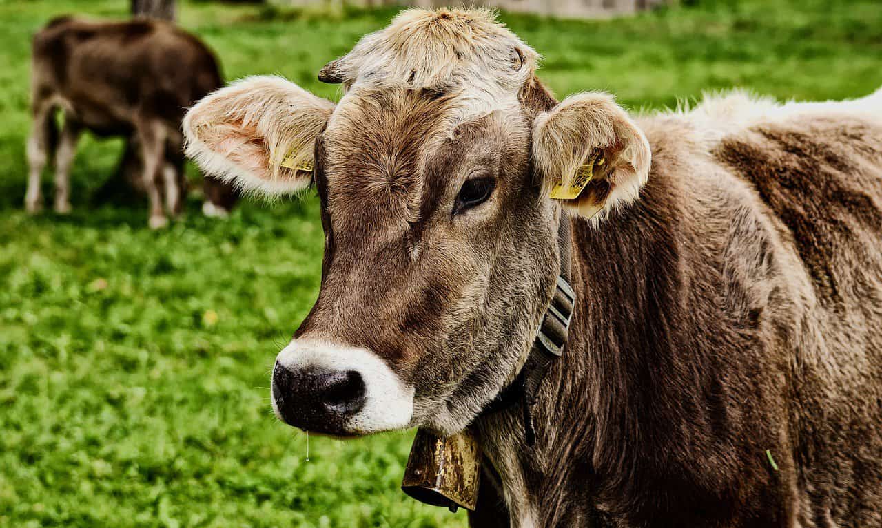 30 Interesting Cow Facts – Female