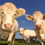 30 Interesting Cow Facts – Friends