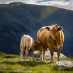 30 Interesting Cow Facts – Grass
