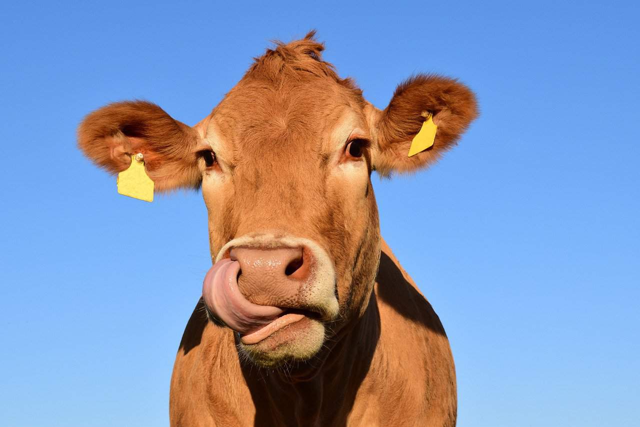 30 Interesting Cow Facts – Puzzle