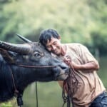30 Interesting Cow Facts – Sacred