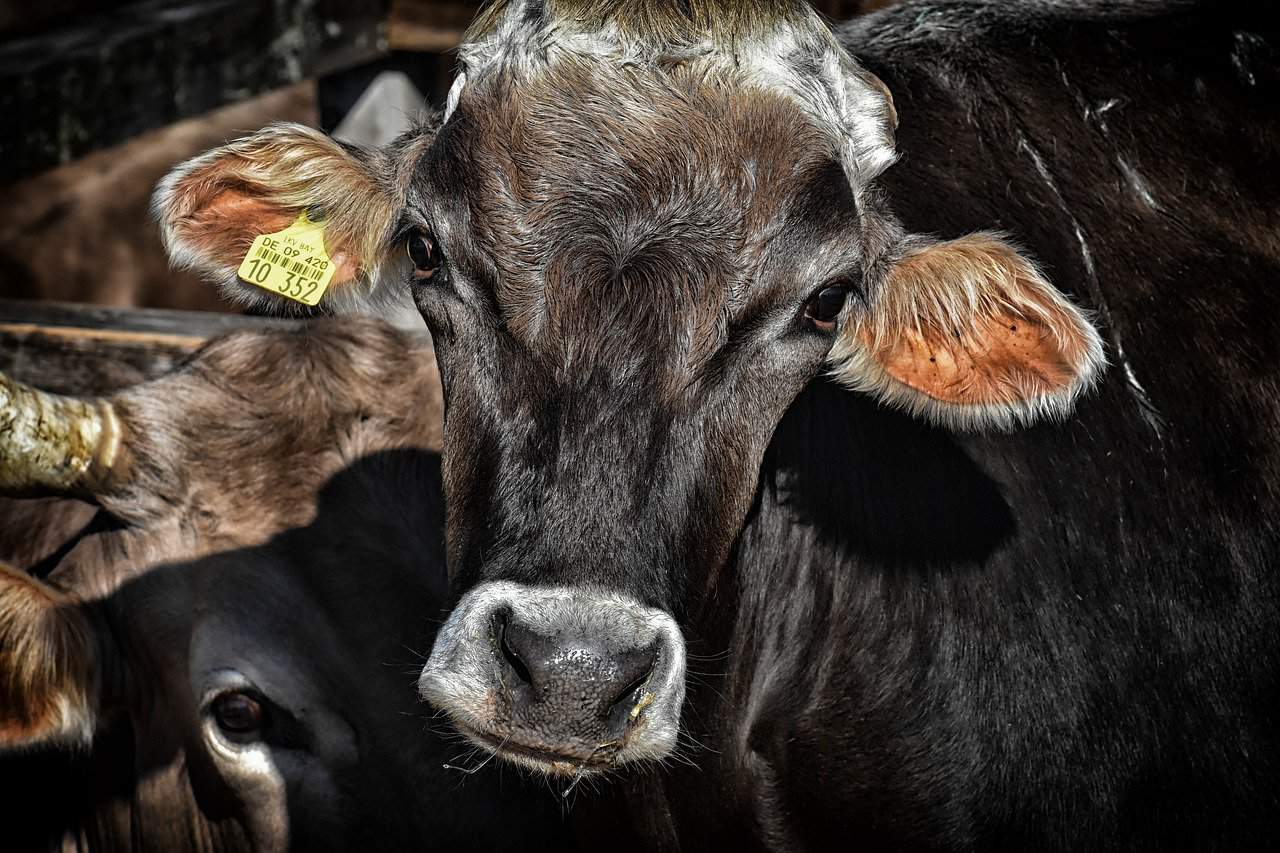 30 Interesting Cow Facts – Saliva