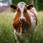 30 Interesting Cow Facts – Sleep