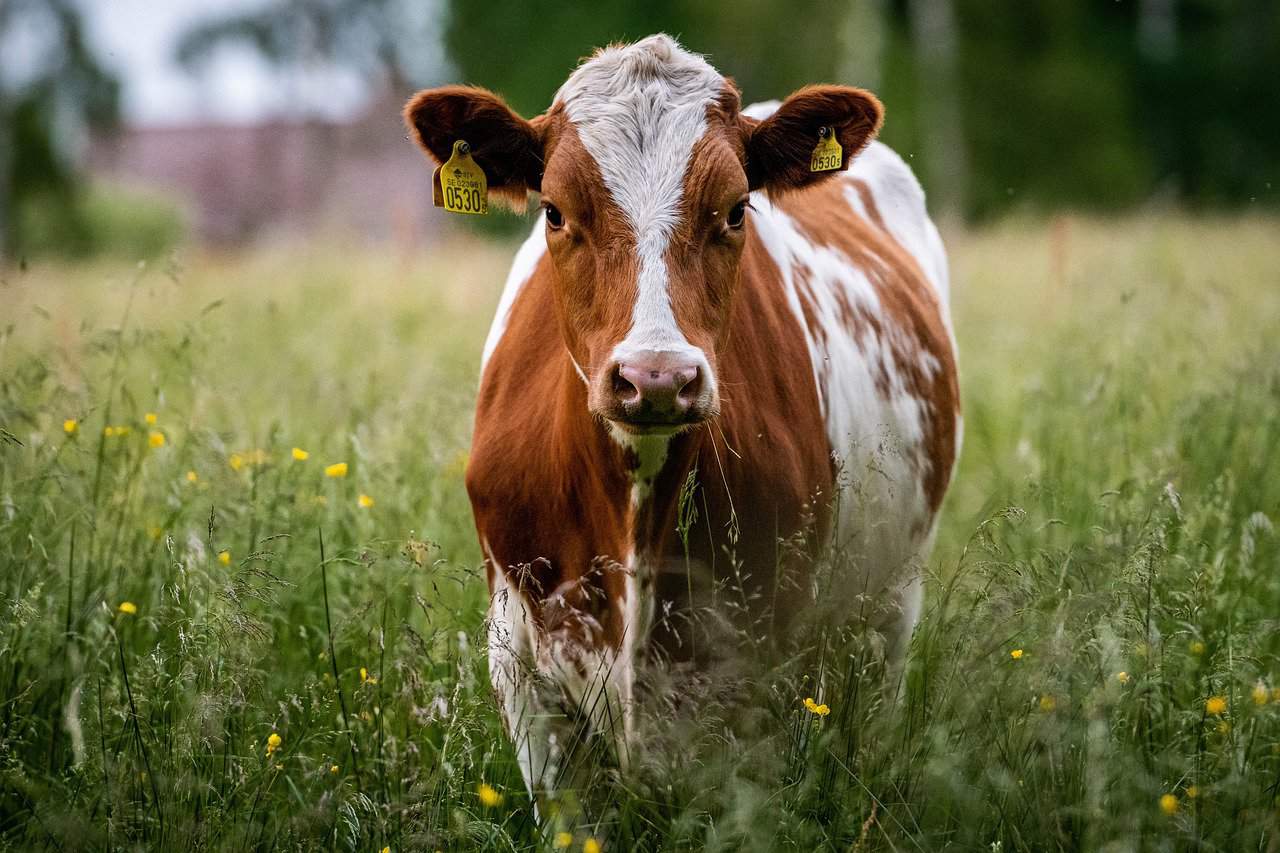 30 Interesting Cow Facts – Sleep