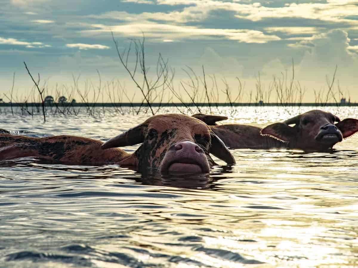 30 Interesting Cow Facts – Swimmers