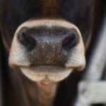 30 Interesting Cow Facts – Teeth