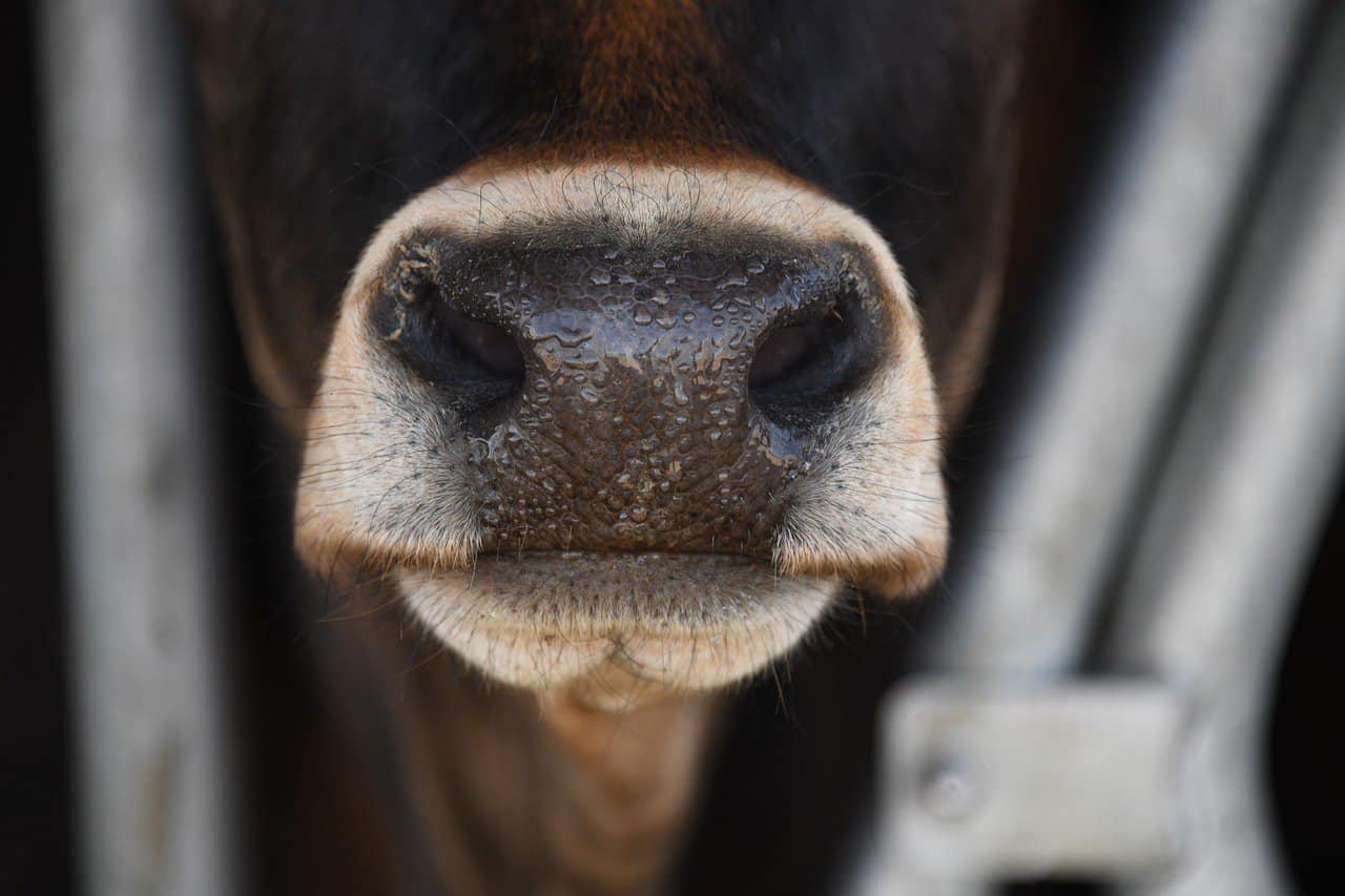 30 Interesting Cow Facts – Teeth