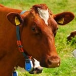 30 Interesting Cow Facts – Turkey