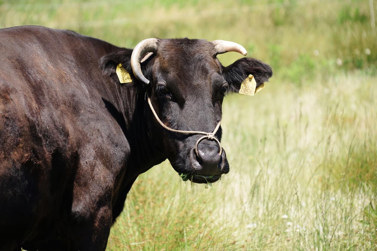 30 Interesting Cow Facts – Wagyu