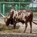 Ankole Watusi cattle