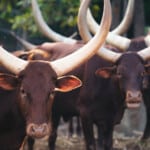Ankole watusi cattle in zoo