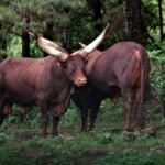Ankole Watusi cows