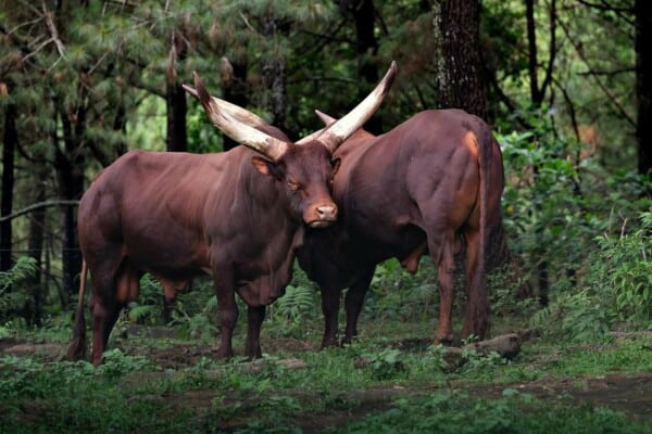 Ankole Watusi Cows: Breed Profile, History, Behavior and More