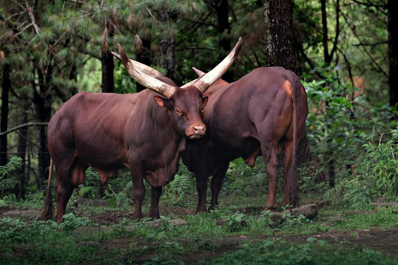 Ankole Watusi cows