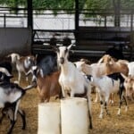 Best Goat Breeds for your Farm