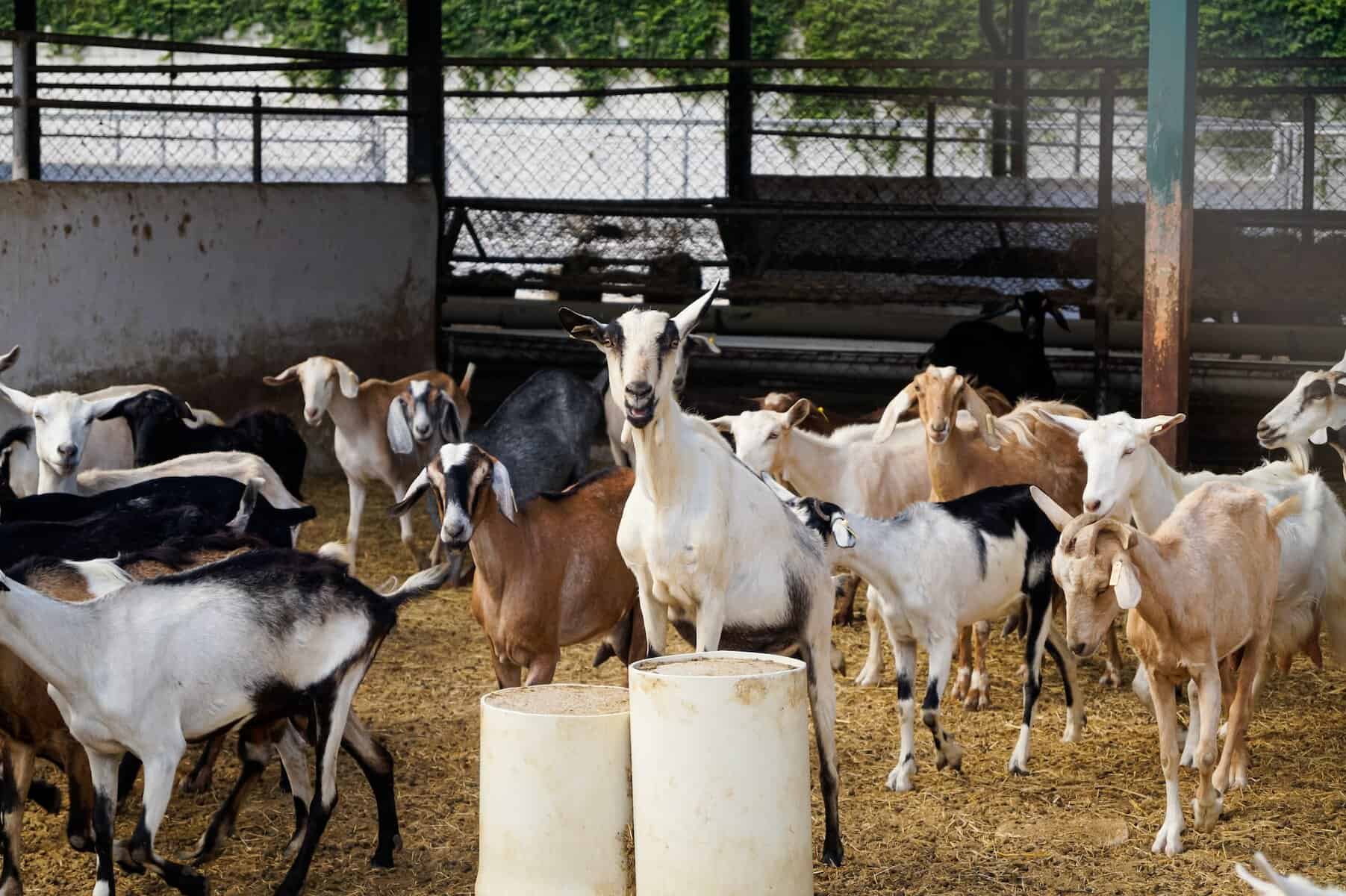 Best Goat Breeds for your Farm