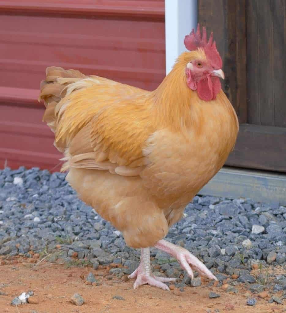 Buff Orpington rooster