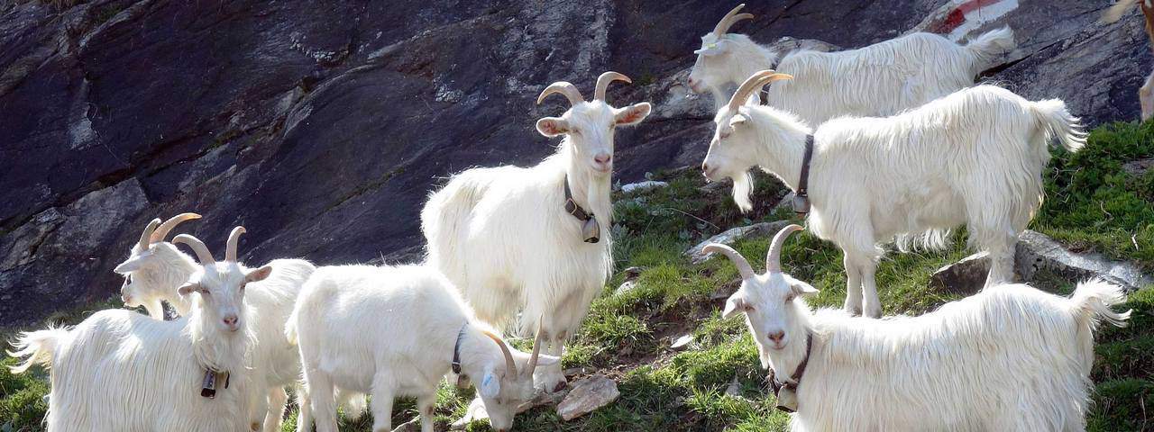Cashmere Goats – Health