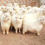 Cashmere Goats – Hexi Cashmere Goat