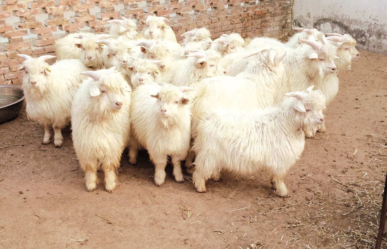 Cashmere Goats – Hexi Cashmere Goat