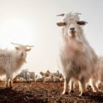 Cashmere Goats – Inner Mongolia Cashmere Goat