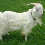 Cashmere Goats – Liaoning Cashmere Goat