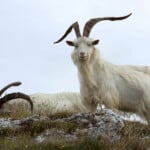 Cashmere Goats – Licheng Daqing Goat