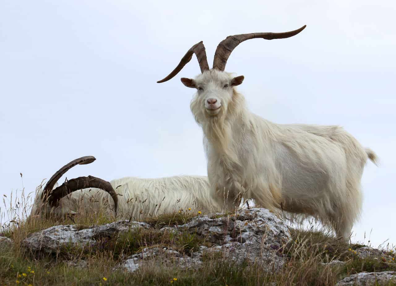 Cashmere Goats – Licheng Daqing Goat