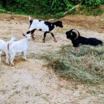 Cashmere Goats – Luliang Black Goat