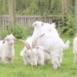 Cashmere Goats – Quzhumuqin Goat