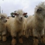 Cashmere Goats – Zalaa Jinst White Goat