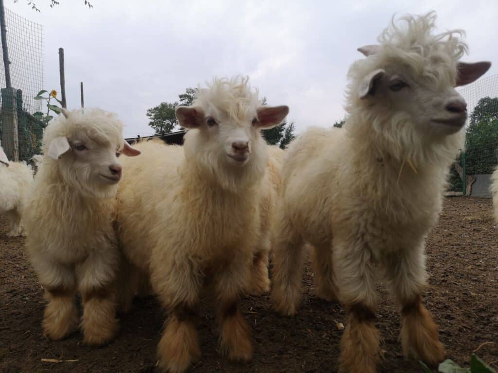 Cashmere Goats – Zalaa Jinst White Goat